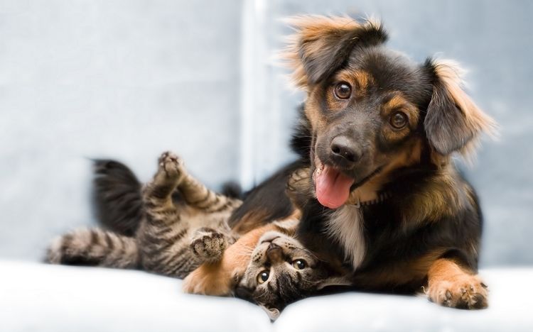El perro y el gato son amigos