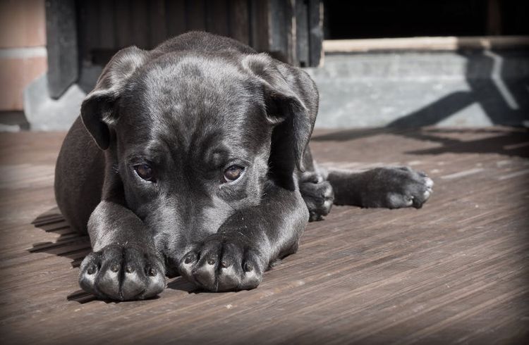 El perro esconde el hocico entre las patas