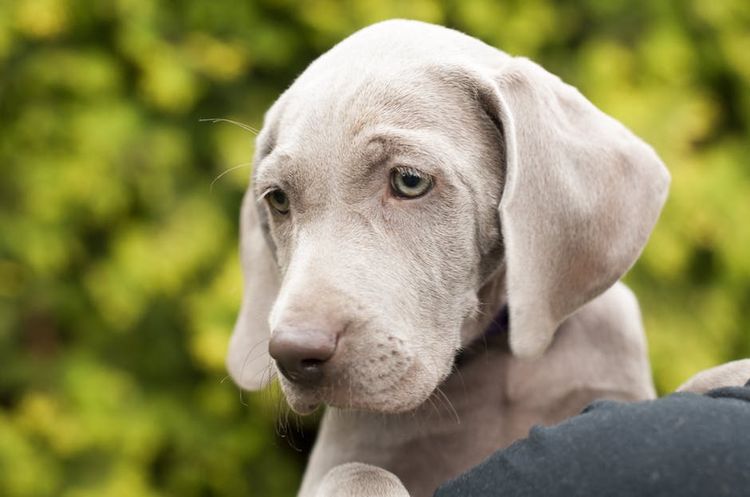 Cachorro en brazos del dueño