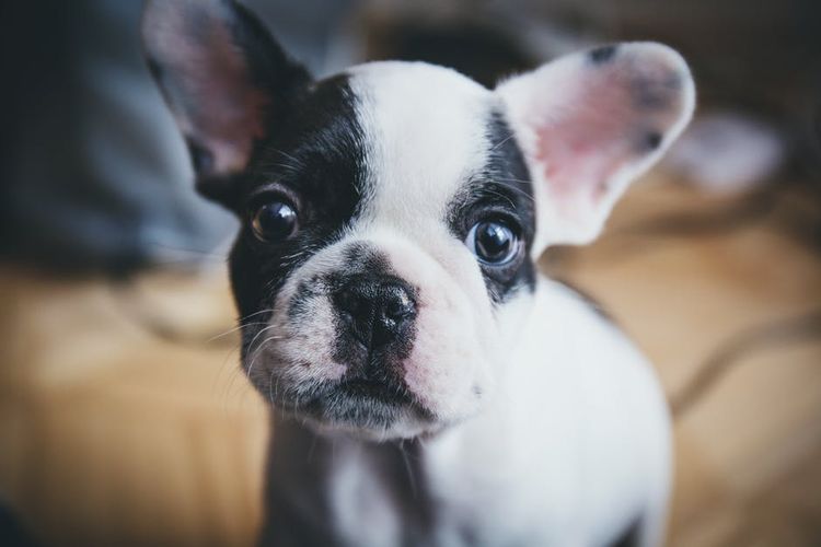 Cachorro blanco y negro