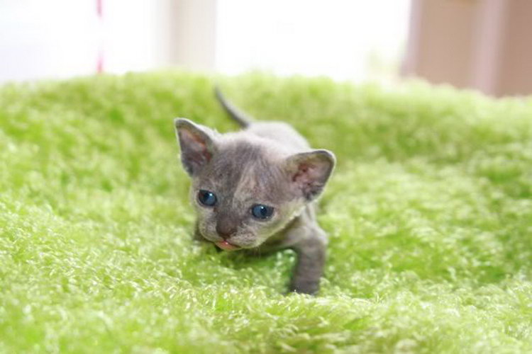 gatito de raza Minskin