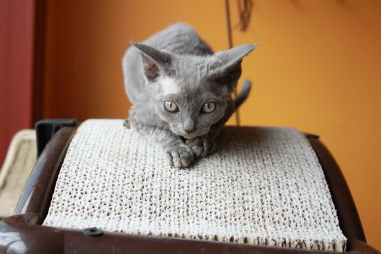 gato de raza Minskin