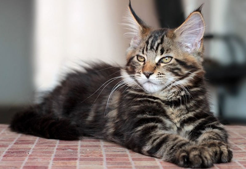 Maine Coon mármol negro