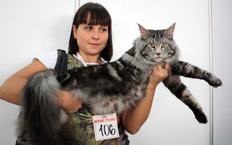 Maine Coon mármol negro sobre plata