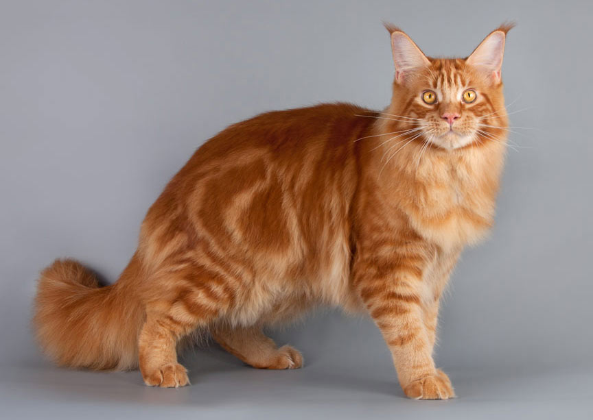 Maine Coon mármol rojo