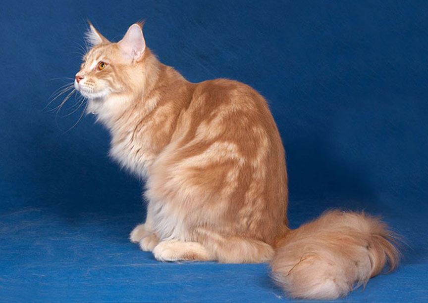 Maine Coon mármol crema