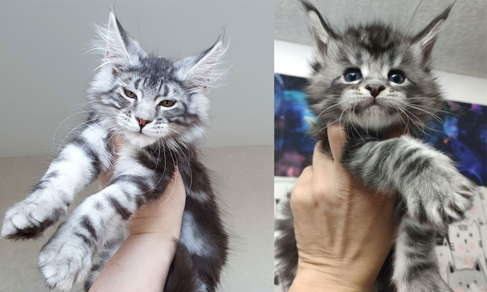 Gatitos Maine Coon de color mármol negro sobre plata