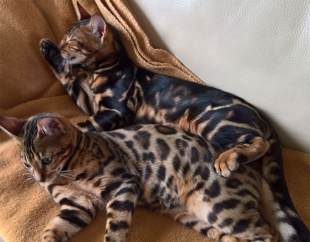 Bengalíes común y mármol