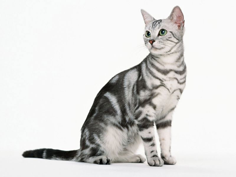 Tabby asiático