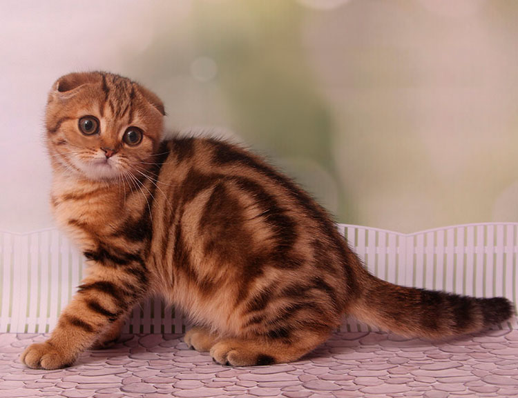 foto de gato mármol