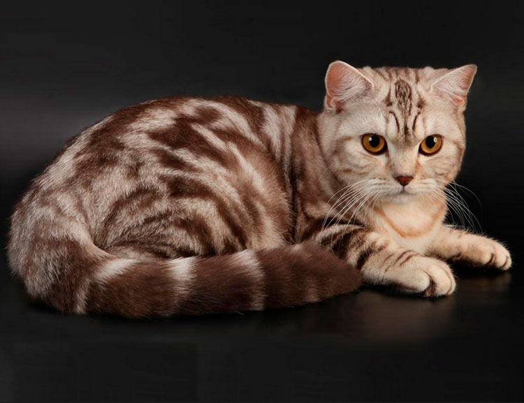 gato mármol chocolate