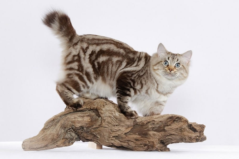 Bobtail mármol