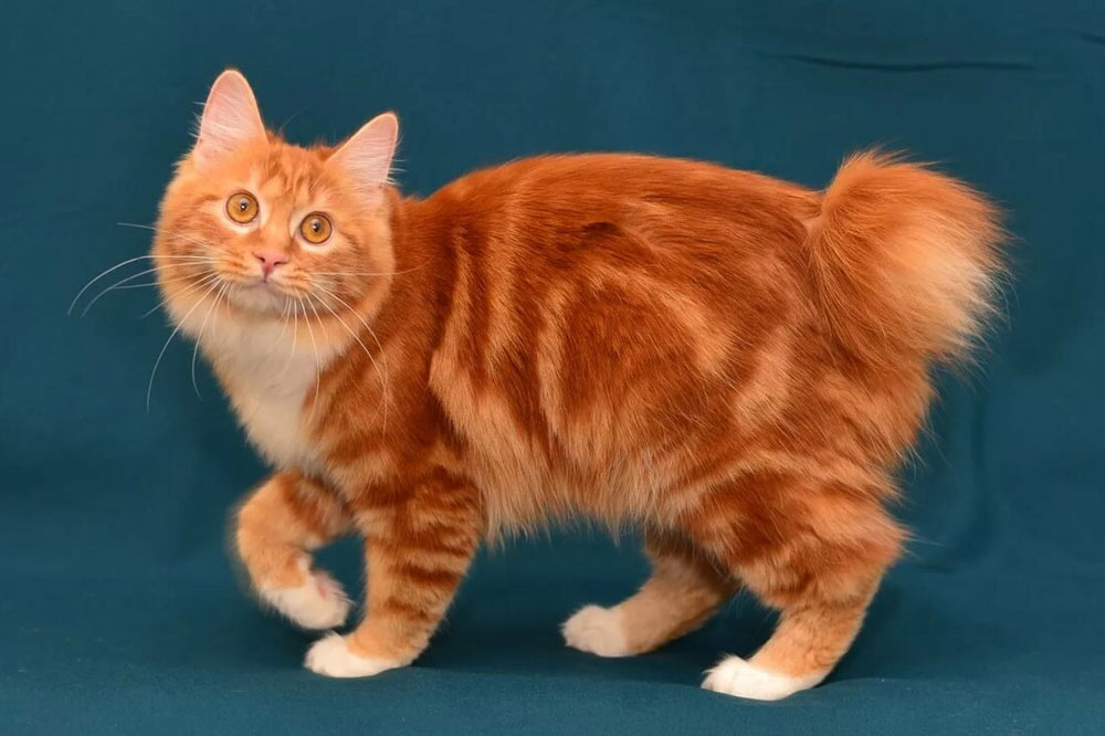 Bobtail rojo mármol