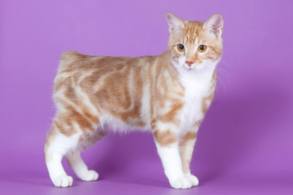 Bobtail crema mármol