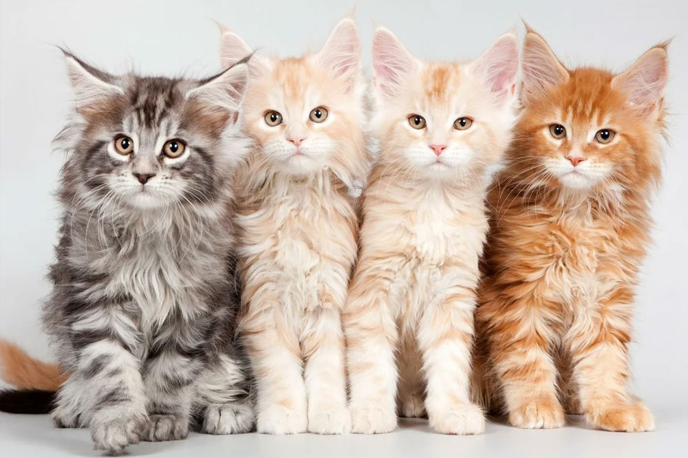 Maine Coons de mármol