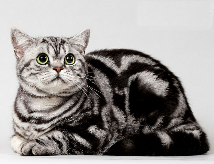 Gato británico (mármol negro sobre plata)