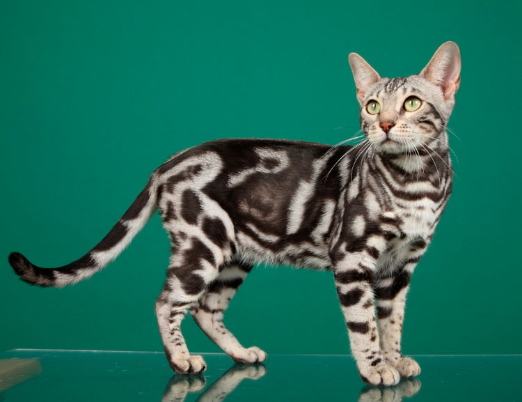 Gato bengalí marble (mármol)