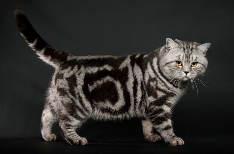 Gato británico mármol