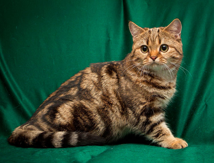 Gato británico (negro mármol sobre dorado)