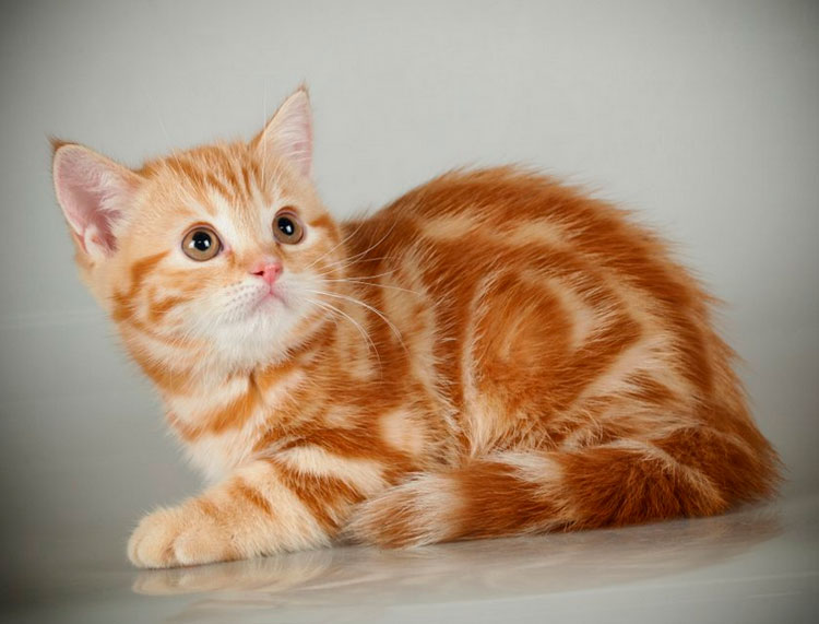 Gatito de color rojo mármol