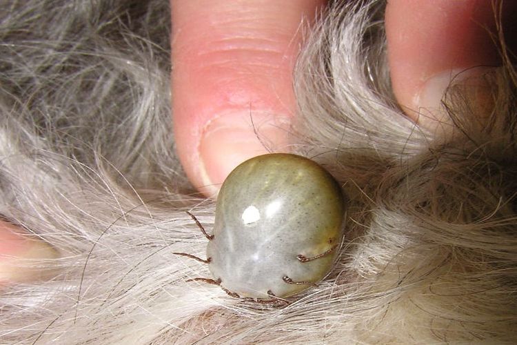 Garrapata en un perro