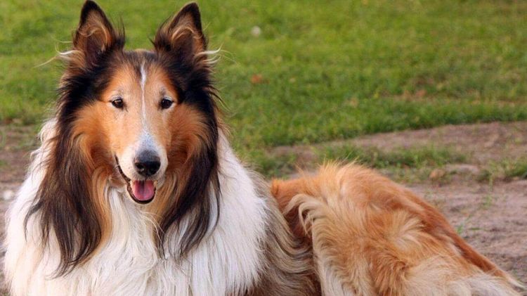 Perro de raza collie