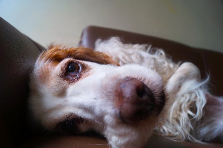 Spaniel liegt