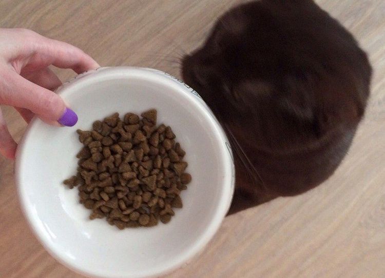 Alimento para gatos Nutram