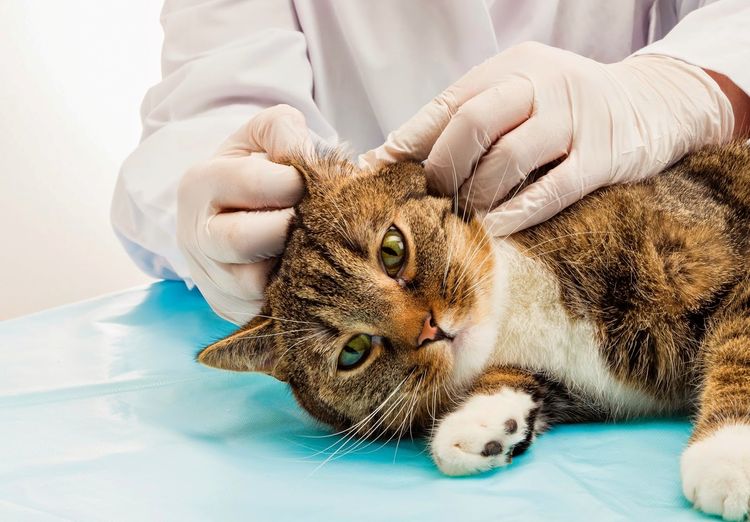 Examen de oídos por el veterinario