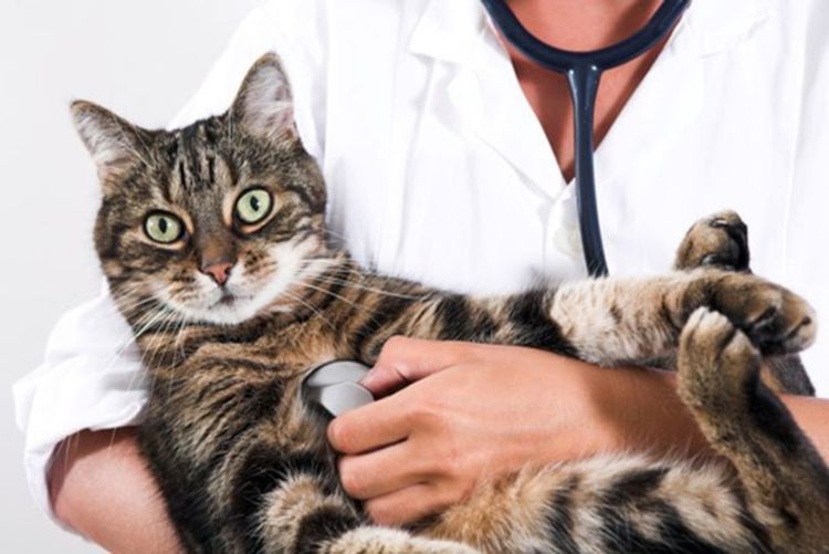 Gato en el veterinario