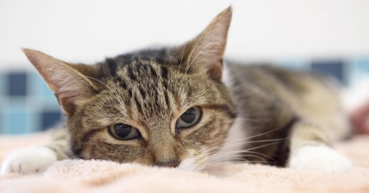 La gata está tumbada