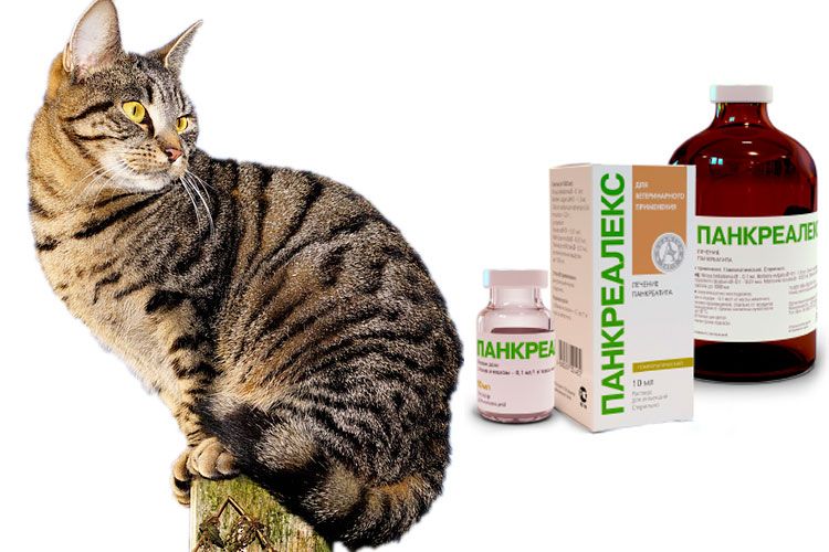Pancrealex para gatos