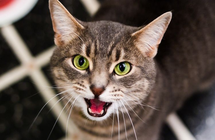 La gata maúlla