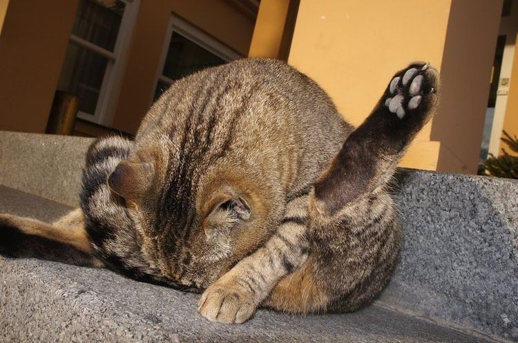 Inflamación de las glándulas paraanales en el gato