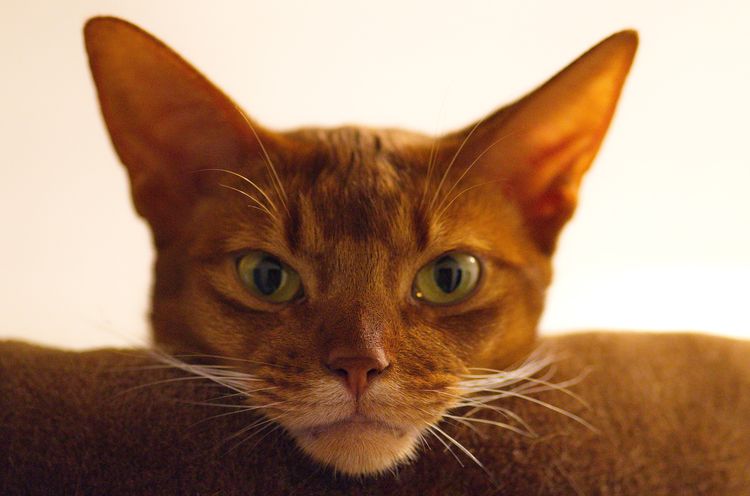 Gato abisinio