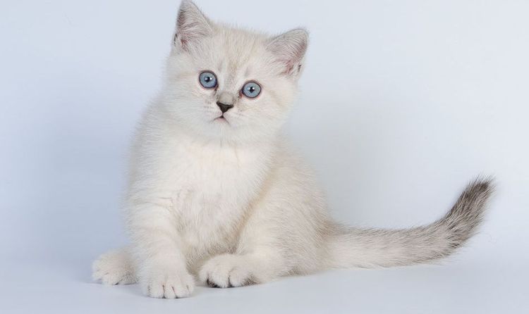 Criadero de gatos escoceses Anthology
