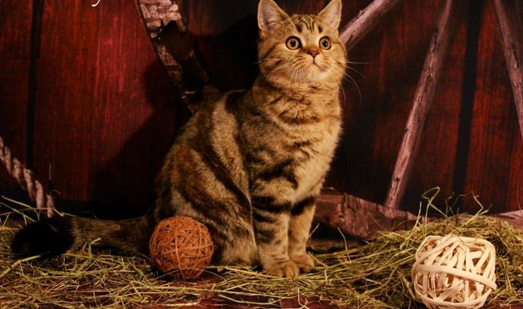 Criadero de gatos escoceses Kalistofius cats