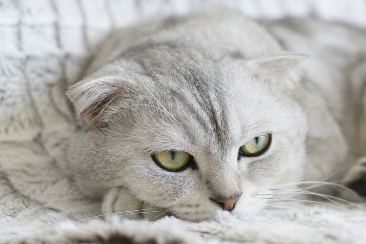 Criaderos de gatos escoceses en Moscú y San Petersburgo