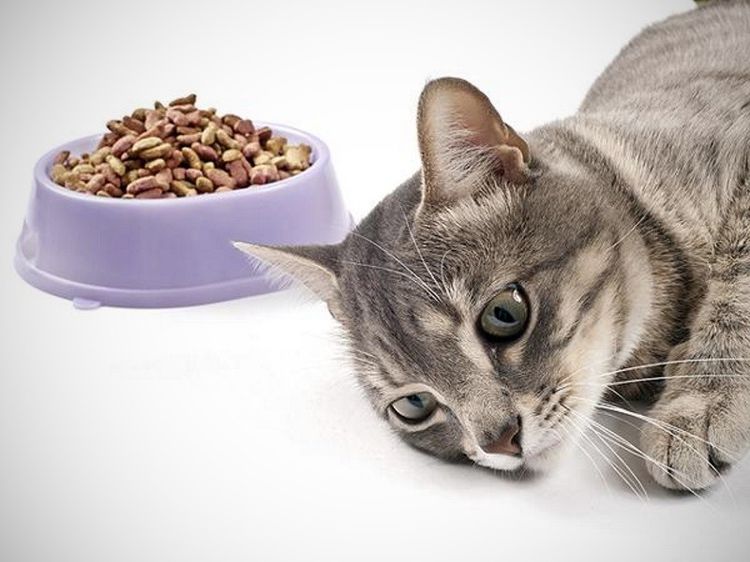 Der Kater verweigert das Futter