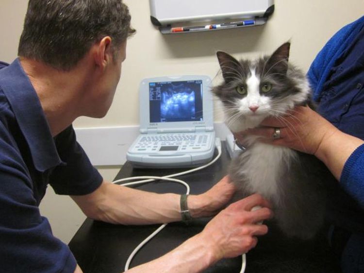 Ultraschalluntersuchung bei der Katze