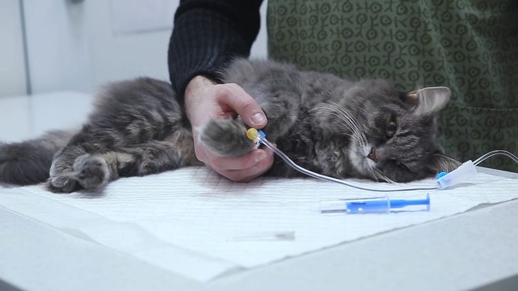 Infusion bei der Katze