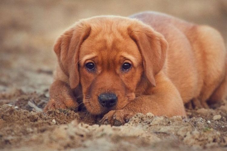 Cachorro tumbado en el suelo