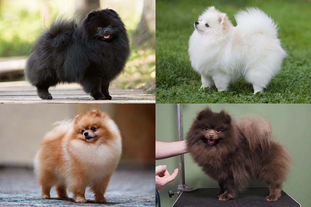 Colores del Spitz Pomerania (sólidos)