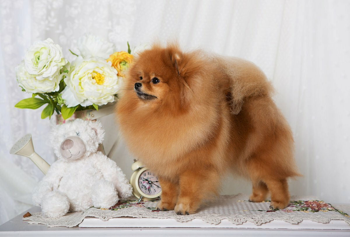 Pomerania
