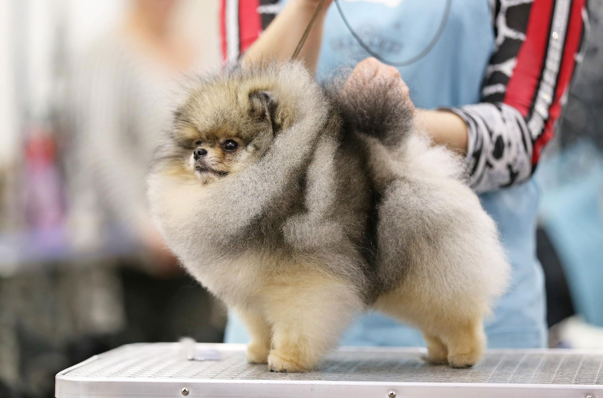 Todo sobre la raza Pomerania