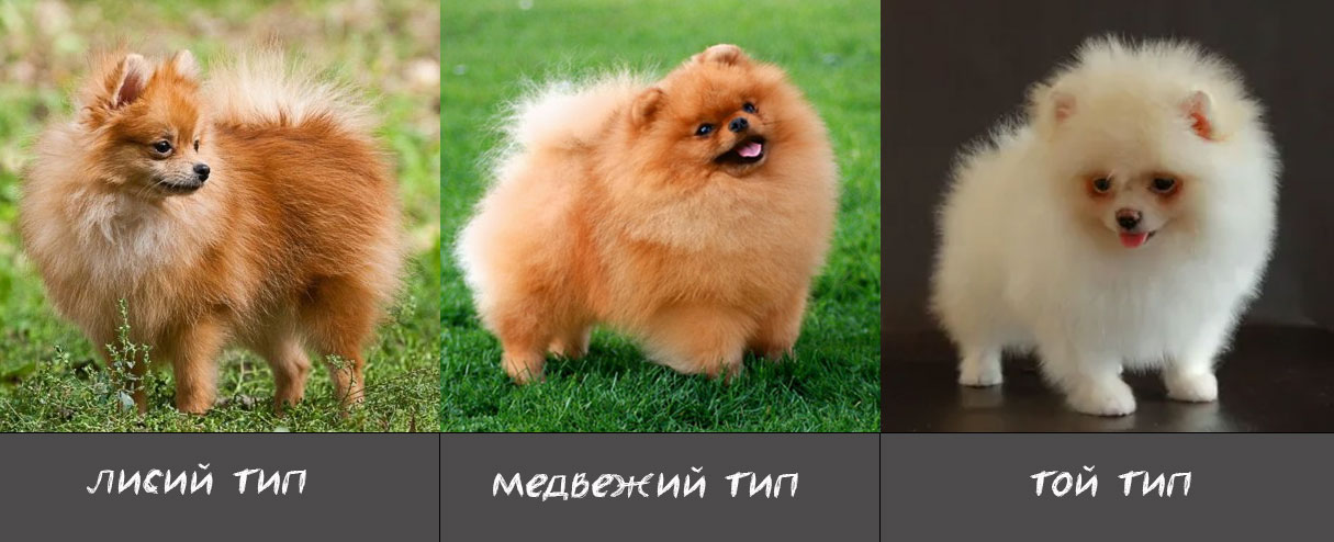 Tipos de Spitz Pomerania