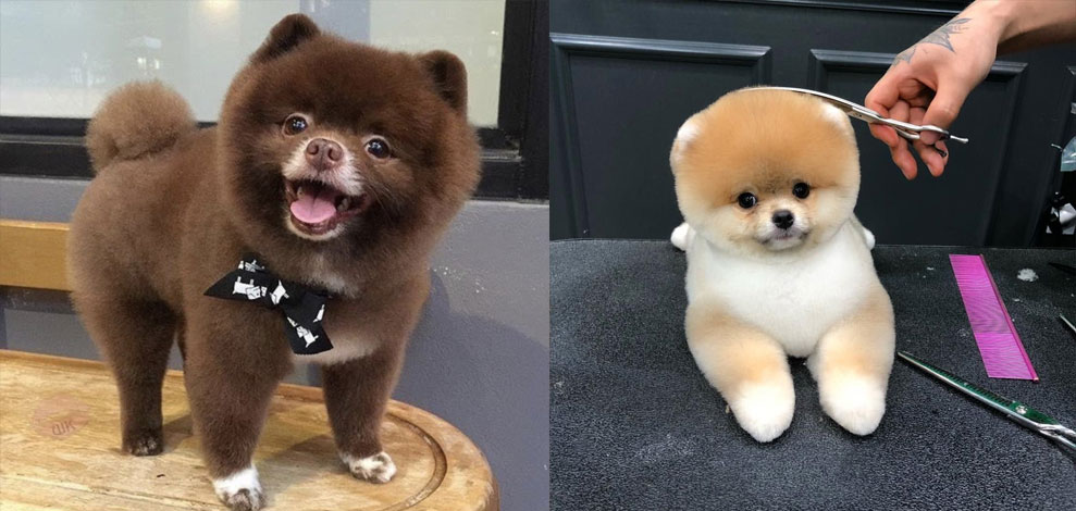 Corte para spitz