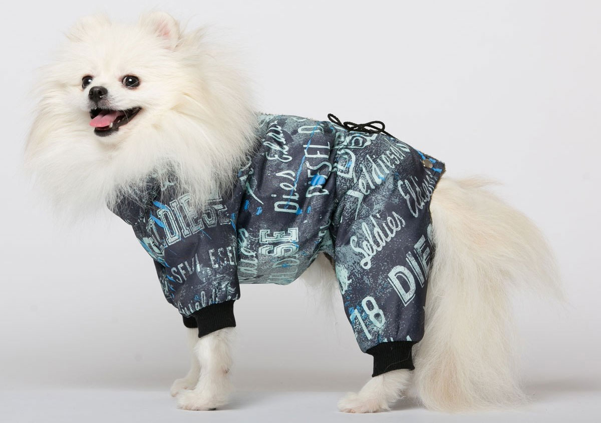 Spitz en mono