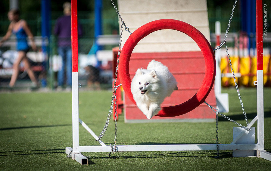 Spitz en agility