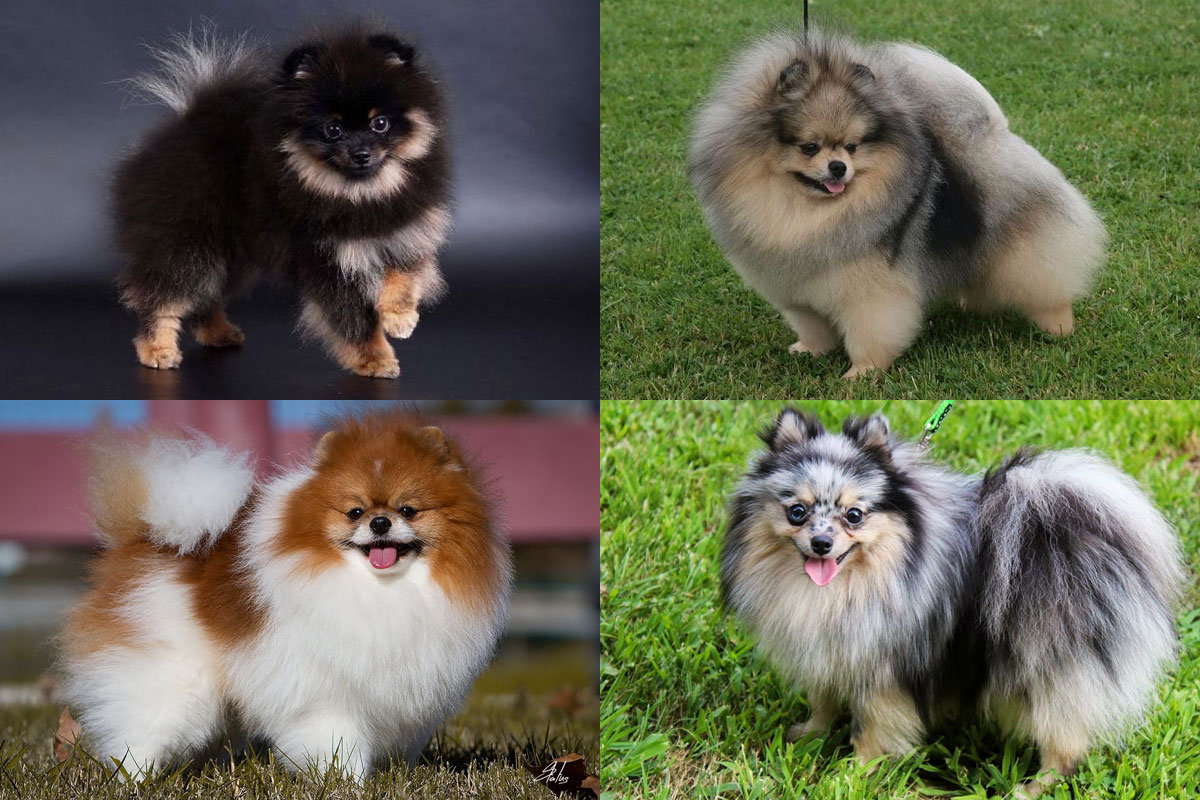 Colores del Spitz Pomerania (manchados)